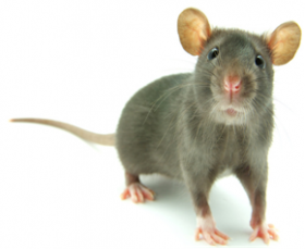 DERATTIZZAZIONE - L'ELIMINAZIONE DEL PROBLEMA