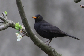 ARCHIMEDE SAS - L'ELIMINAZIONE DEL PROBLEMA